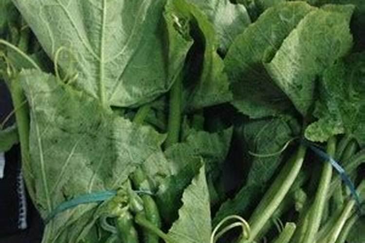 黄瓜追肥用什么肥料好