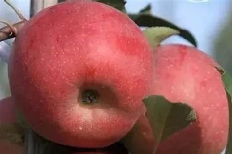 苹果树什么时候施肥最好？