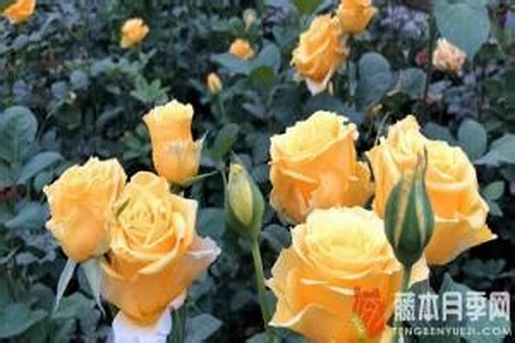用辛硫磷给小葱灌根之后一定要浇水吗
