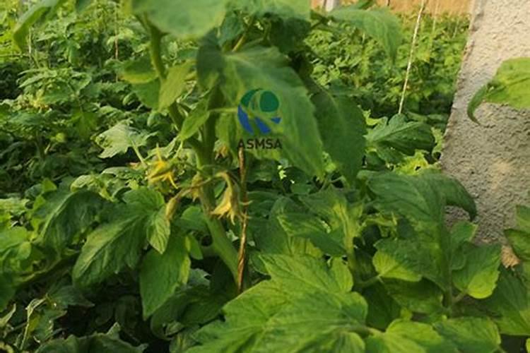 去年里菜籽饼用辛硫磷了,今年能栽葱吗