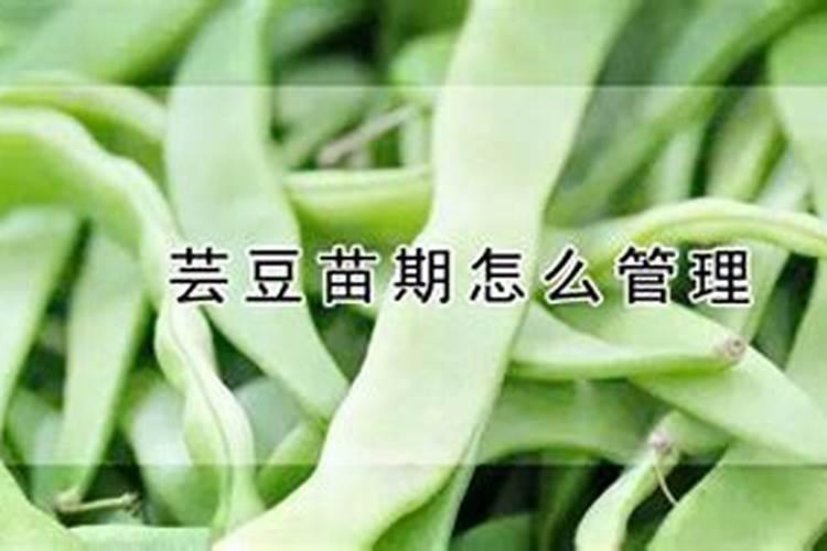 大棚芸豆苗期喷什么叶面肥什么药