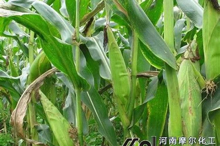 玉米施肥时间和方法