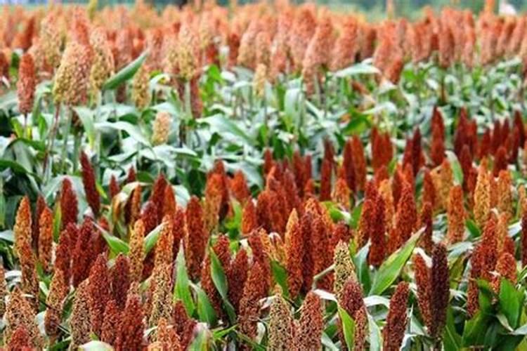 芸豆施什么肥长得最好
