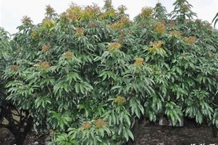 用什么叶面肥可以让荔枝熟得颜色好？