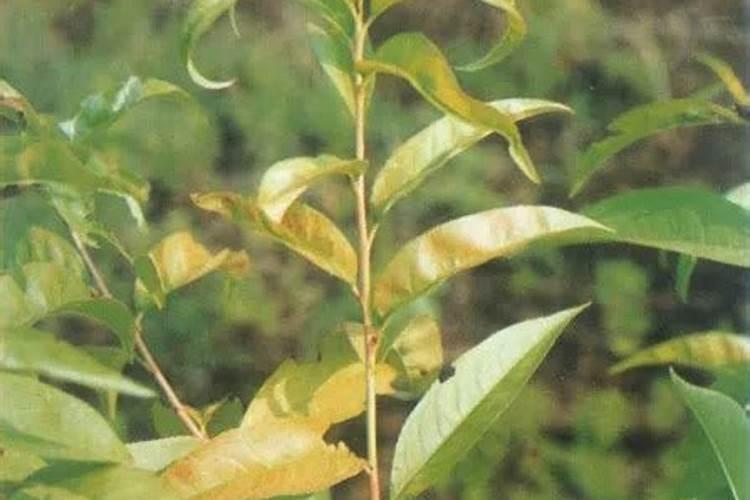 玫瑰花什么时候施肥,施什么肥好