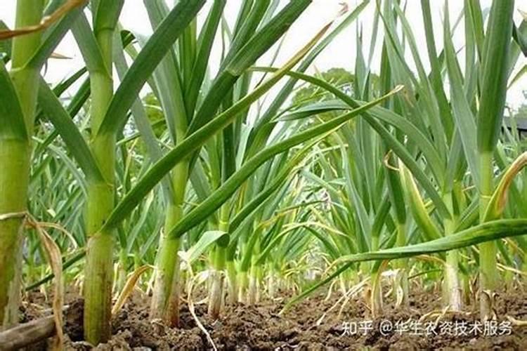 大蒜的营养特性与需肥特点是什么？如何给大蒜正确施肥？
