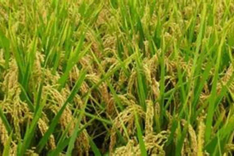 水稻赤枯病,打什么药最好？