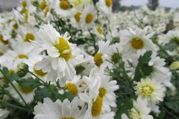 怎样种菊花呀？