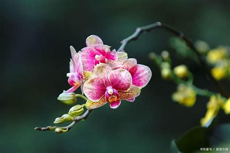 蝴蝶兰开花喂什么肥 怎么施肥