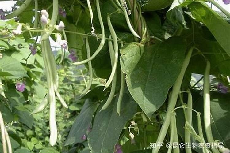 芸豆适合冲施什么元素的肥料