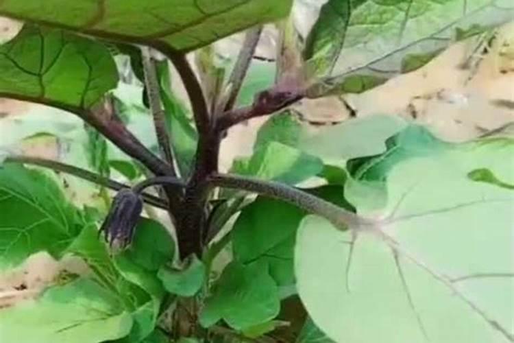 你好老师,种植茄子怎么施肥浇水？