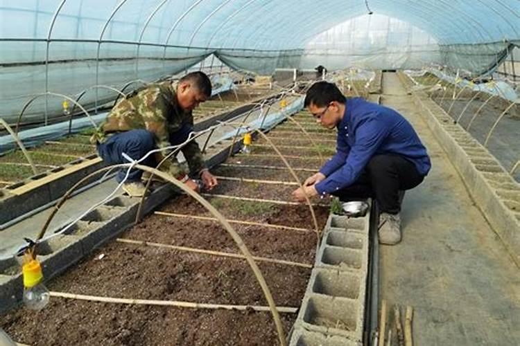 三个十五的复合肥和硝酸磷钾肥哪个肥效更好