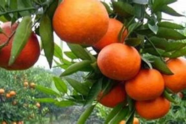 桔子开花了,怎样施肥好？