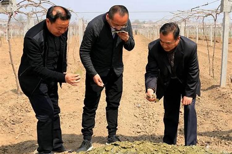 葡萄黄叶打什么药 葡萄叶子黄了怎么挽救