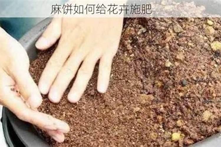 君子兰施什么肥最好？