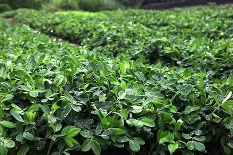茶花耐寒最低温度(四季茶花冬天怎么养能过冬)