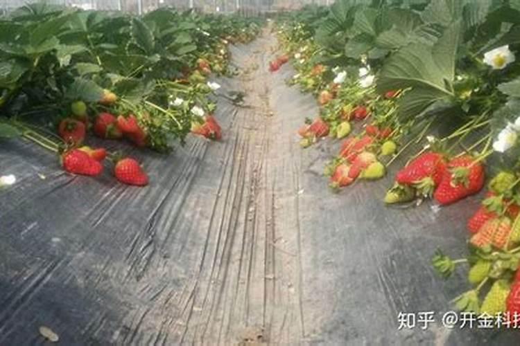 钾肥对植物的作用