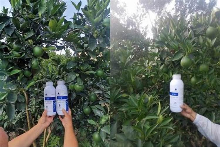 纽荷尔脐橙种植要求