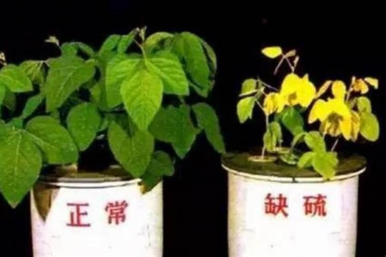农用硼砂在作物上起到什么作用