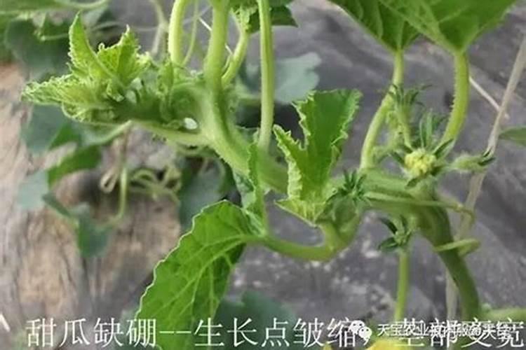 硼肥在花期的使用方法,缺硼的土壤适合种什么