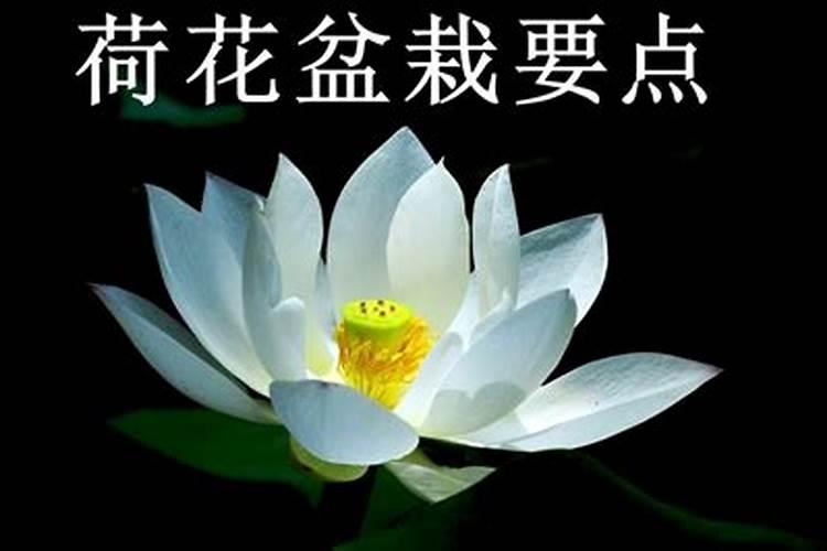 荷花如何施肥方法