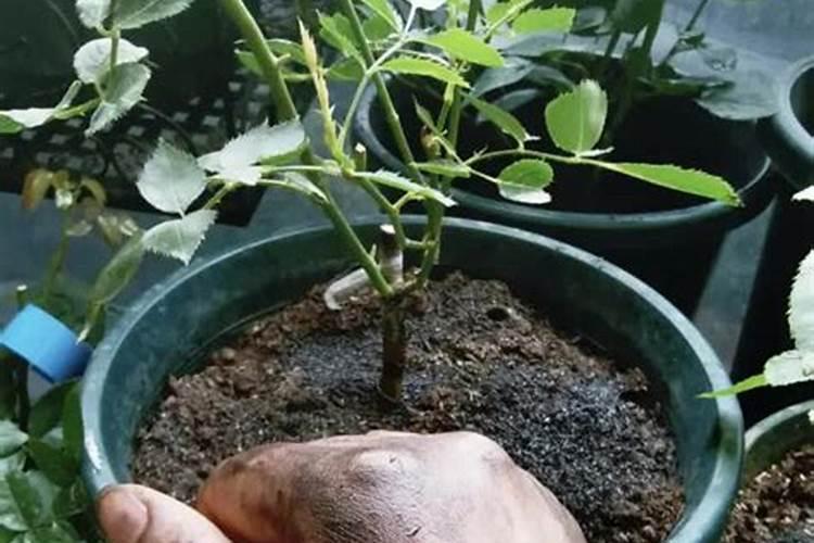 月季花施肥施什么肥料 养护方法及注意事项