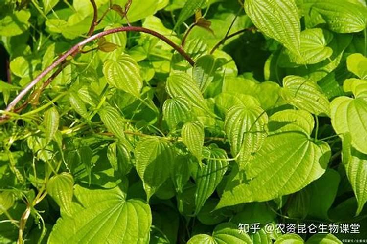 种植山药什么时间,冲钾肥最好？