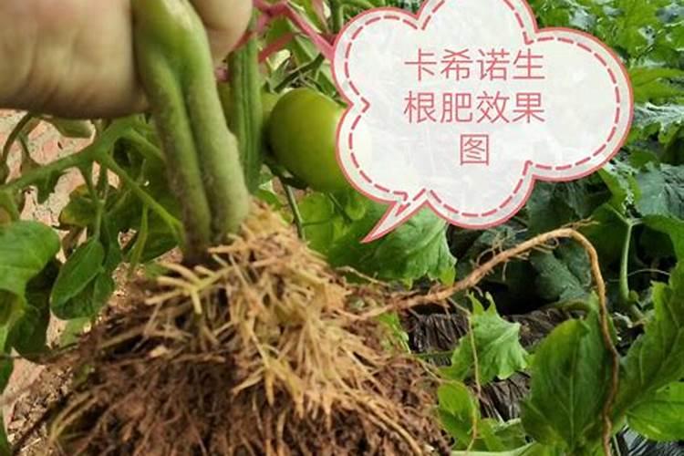 西红柿使用什么肥料最好？