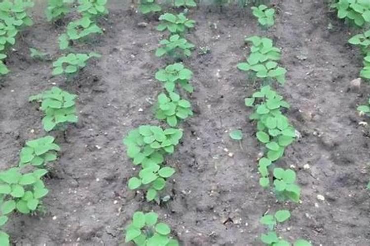 种植黄豆为什么底肥不能施得太多了？难道黄豆喜欢贫瘠之地吗？