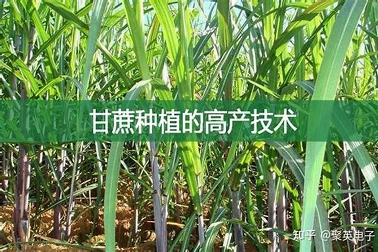 高分征集甘蔗种植技术!!