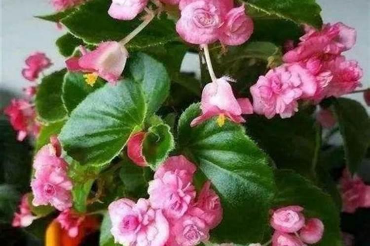 海棠花施什么肥好