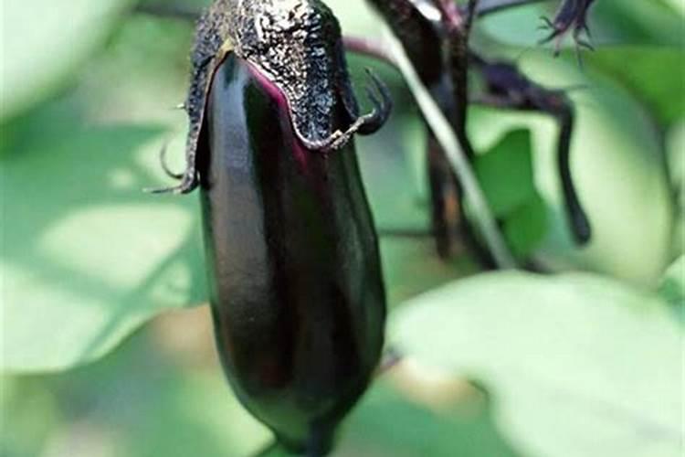 茄子缺素症防治方法