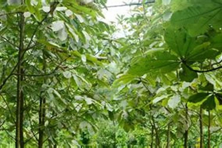 树苗施什么肥料什么时间施肥最好