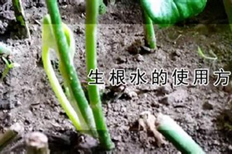 根多多生根肥多久见效