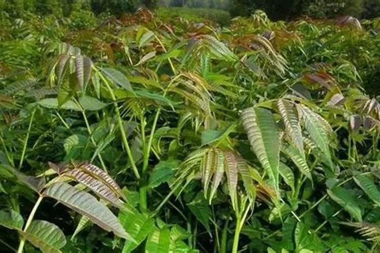 香椿树施肥的正确方法