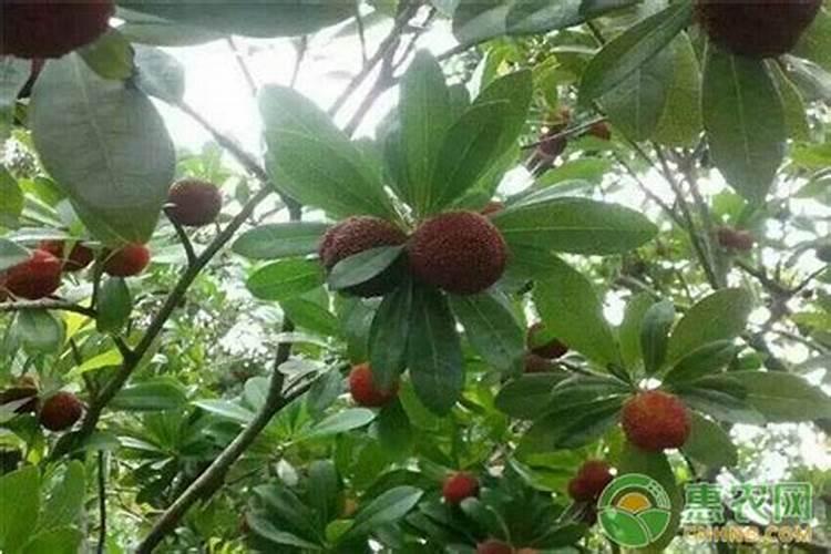 杨梅膨果肥用什么肥最好(杨梅膨果期施什么肥料又大又甜)