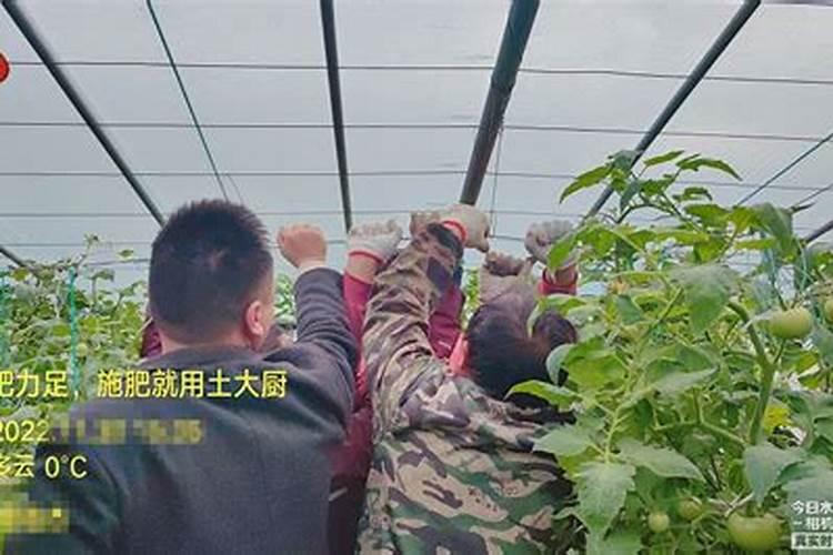 硼肥啥时施较佳