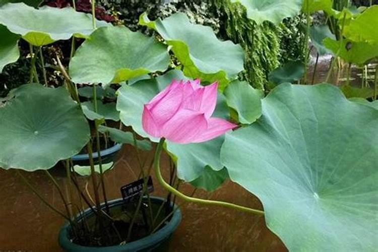 荷花需要什么肥料,给足底肥、适当追肥