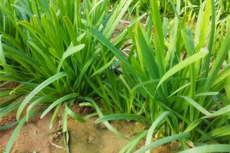 油菜叶面肥什么时间施最好花卉百科