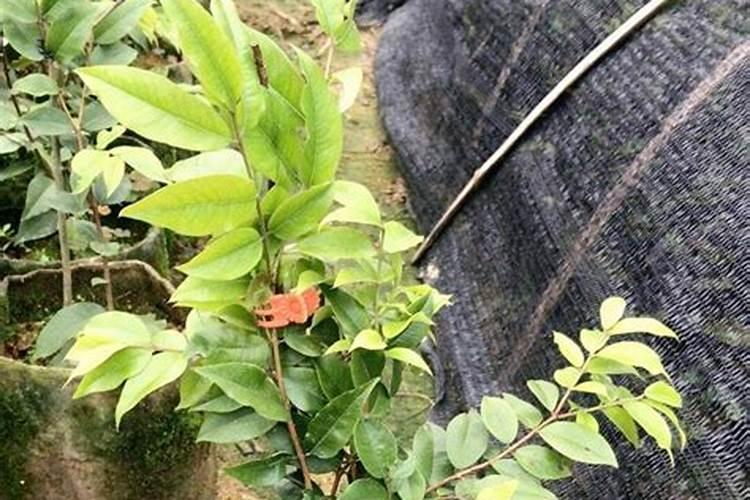 嘉宝果开花时要施什么肥