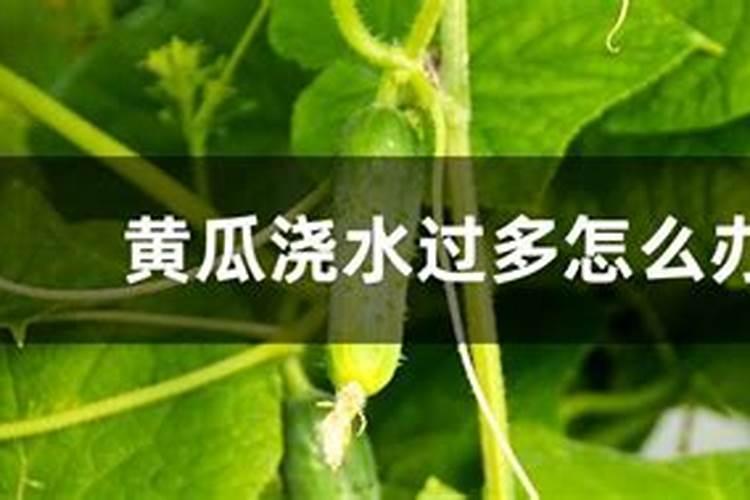 黄瓜施肥过多快死了如何救治