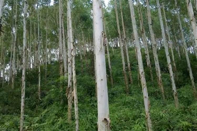 怎么防治植物青枯病？