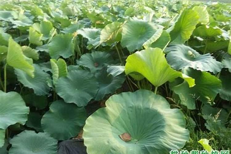 莲藕用什么肥料产量高