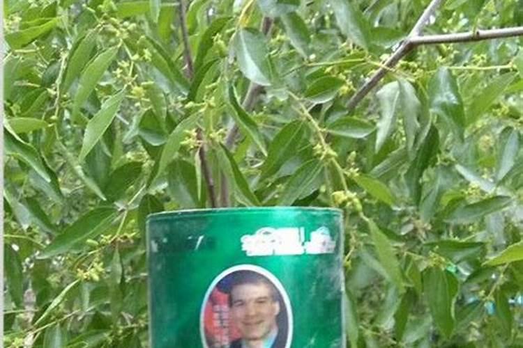 秋季枣树栽种注意事项 秋季枣树怎么栽种