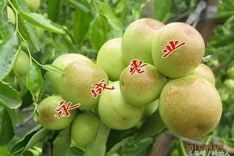 枣树用什么肥料好