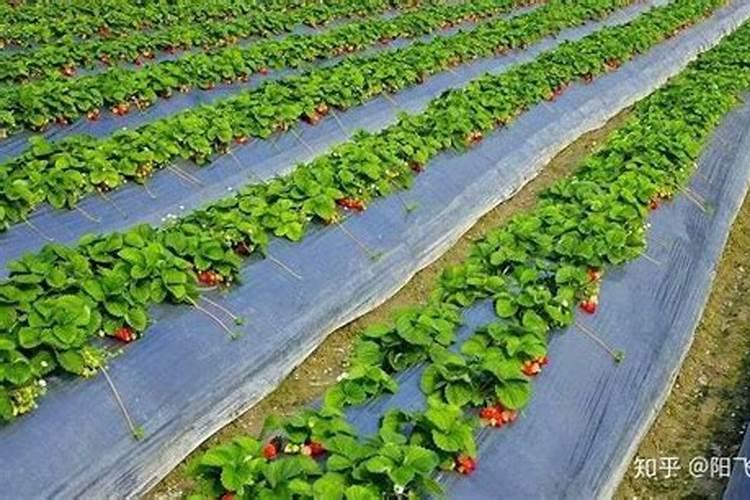 大棚草莓栽培技术 草莓应该如何养殖