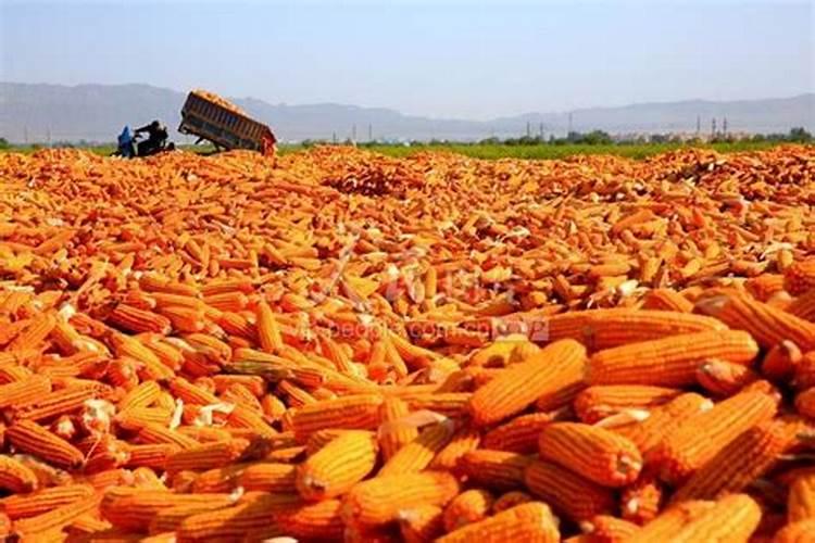 西北的玉米现在需要种什么肥料？