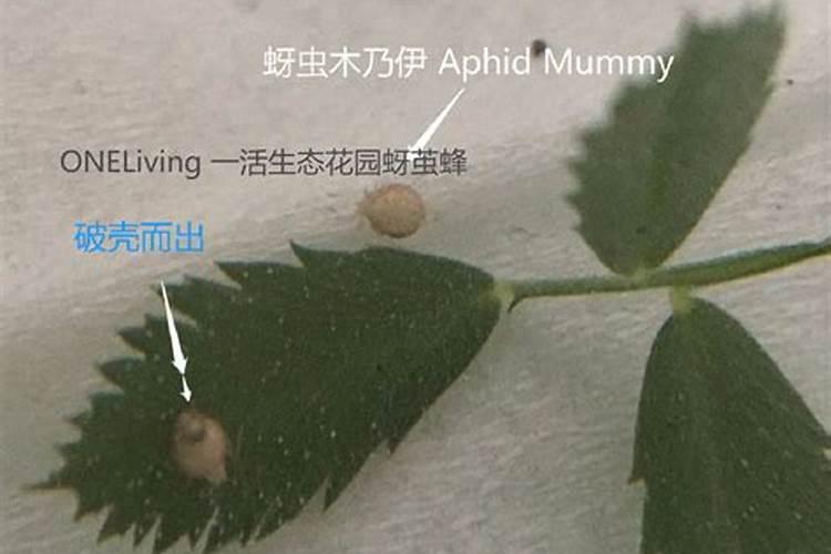氮磷钾肥哪种肥料抗病虫害(氮磷钾肥料可以消灭虫害吗)
