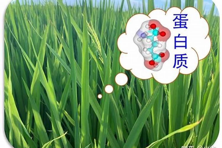 磷肥钾肥氮肥对植物有什么作用
