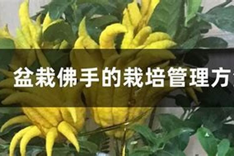 佛手瓜用什么肥料最好